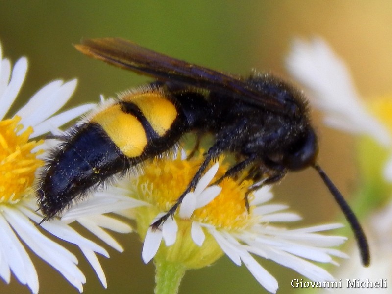 Scolia hirta, maschi (Scoliidae)
